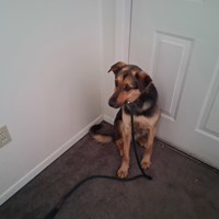 Lost Pet Image