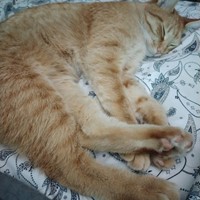 Lost Pet Image