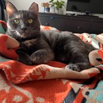 Baby Spice, Domestic Short Hair, lost pet near Granger, TX