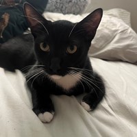Lost Pet Image