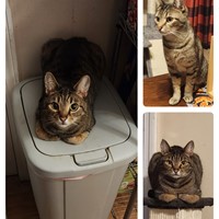 Lost Pet Image