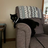 Lost Pet Image