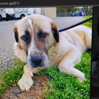 Lost Pet Image
