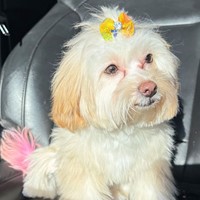 Lost Pet Image