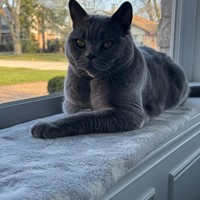 Lost Pet Image