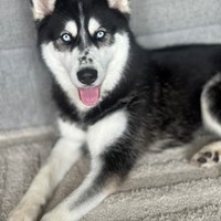 Lost Pet Image