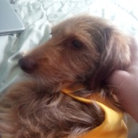 Lost Pet Image