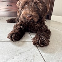 Lost Pet Image