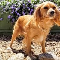 Lost Pet Image