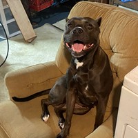 Lost Pet Image
