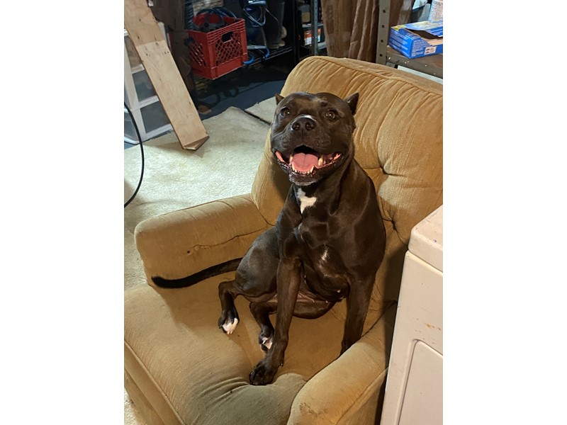 Pet Photo
