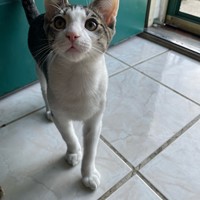 Lost Pet Image