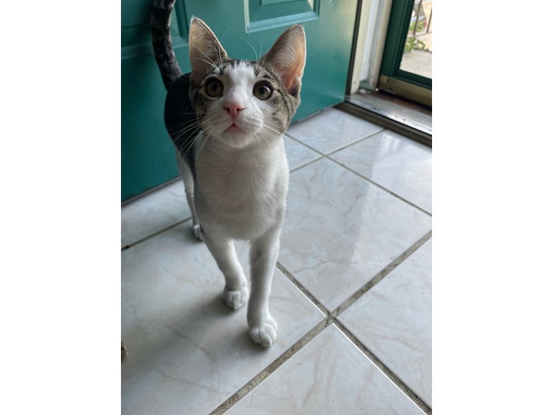 Pet Photo