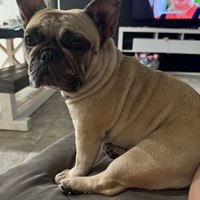 Lost Pet Image