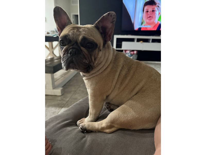 Pet Photo