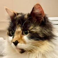 Lost Pet Image
