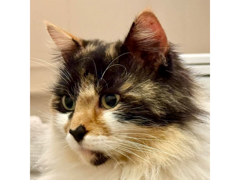 Pet Photo