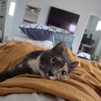 Lost Pet Image