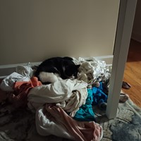 Lost Pet Image