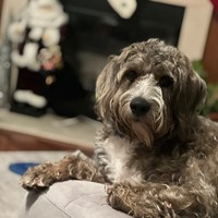 Lost Pet Image