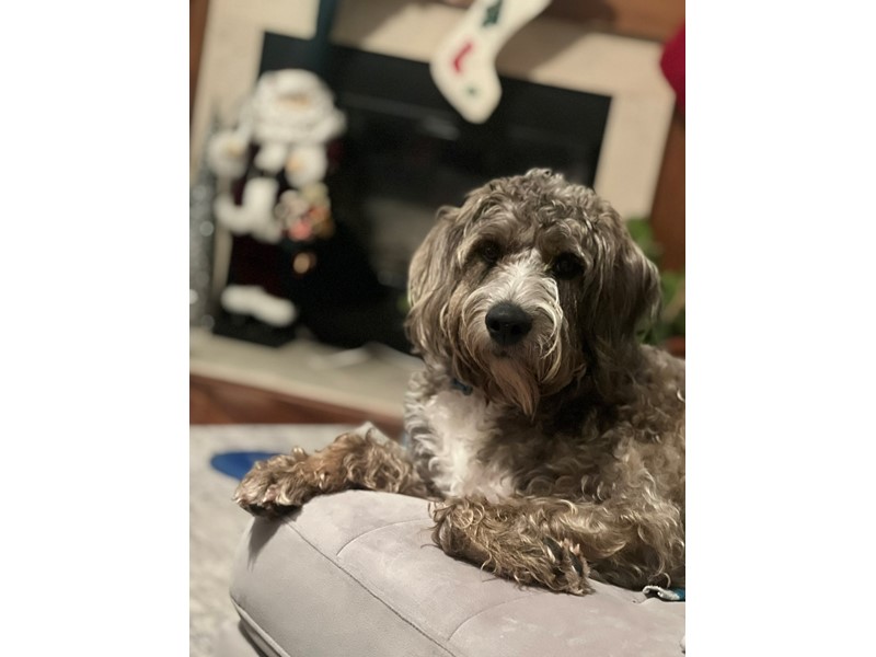 Pet Photo