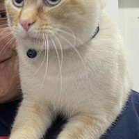 Lost Pet Image