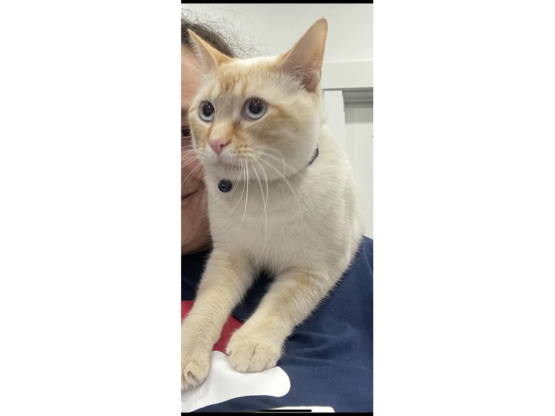 Pet Photo