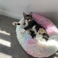Lost Pet Image