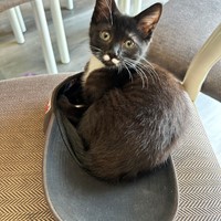 Lost Pet Image
