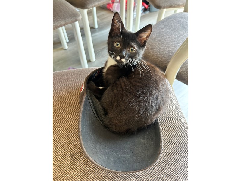 Pet Photo
