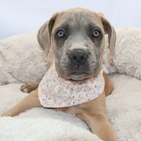 Lost Pet Image