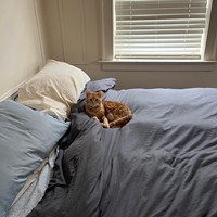 Lost Pet Image