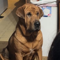Lost Pet Image