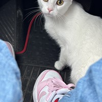 Lost Pet Image
