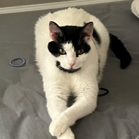 Lost Pet Image
