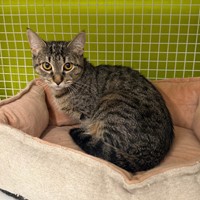 Lost Pet Image