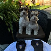 Lost Pet Image