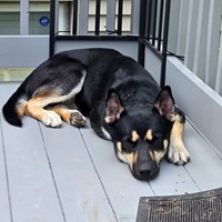 Lost Pet Image