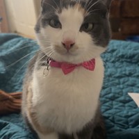 Lost Pet Image