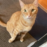 Lost Pet Image