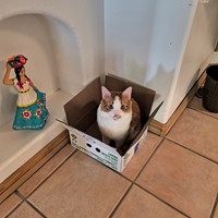 Lost Pet Image