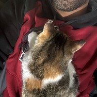 Lost Pet Image