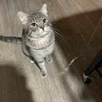 Lost Pet Image