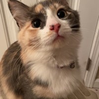 Lost Pet Image
