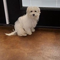 Lost Pet Image