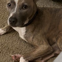 Lost Pet Image