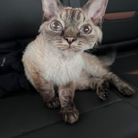 Lost Pet Image
