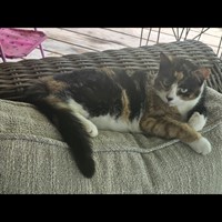 Lost Pet Image