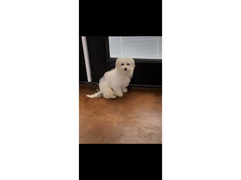 Pet Photo