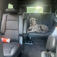 Lost Pet Image